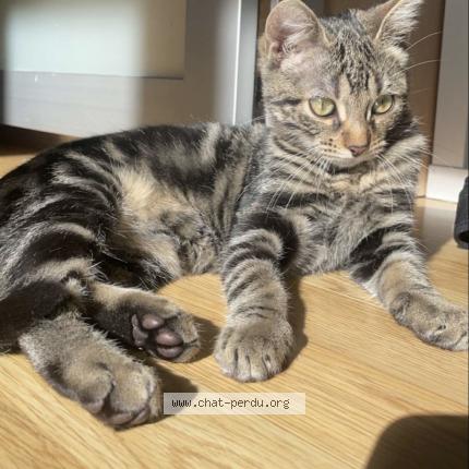 Photo 1/1 Tigresse Chat lost in Limeil brevannes