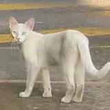 Picture of cat found at Toulouse