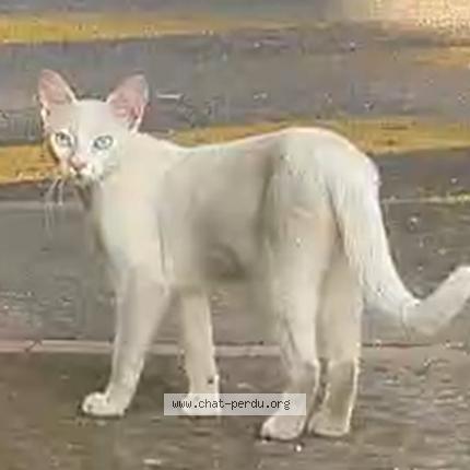 Photo 1/1 Found cat Found in Toulouse