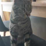Picture of cat lost at Longpres Les Amiens