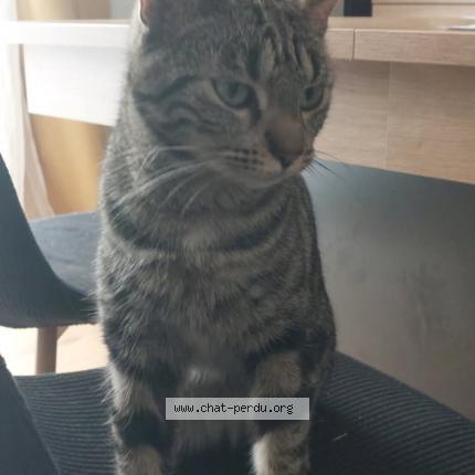 Photo 1/1 Mily Chat lost in Longpres les amiens