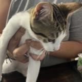 Picture of cat found at Francilly