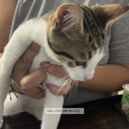 Photo 1/1 Found cat Found in Francilly