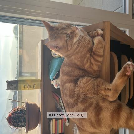 Foto einer verlorenen Katze in Marsens