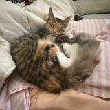 Picture of cat lost at Roubaix