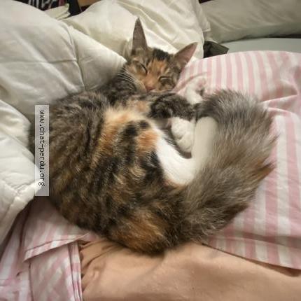 Photo 1/1 Cookie Chat lost in Roubaix