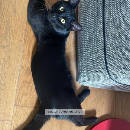 Photo 1/1 Batman Chat lost in Veules les roses