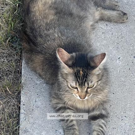 Photo 1/1 Roxy Chat lost in Breuillet