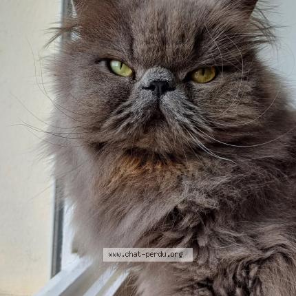 Photo 1/1 Patrick Ruellan Chat lost in Tregueux