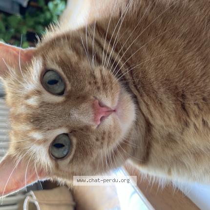Foto einer verlorenen Katze in Lausanne