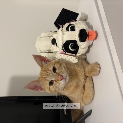 Photo 1/1 Moka Chat lost in Les sables d olonne