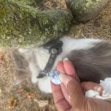 Picture of cat found at Meyzieu