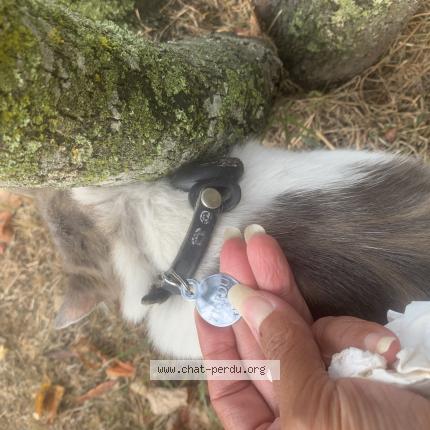 Photo 1/1 Found cat Found in Meyzieu