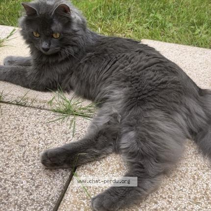 Photo 1/1 Yocco Chat lost in Champagney