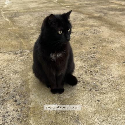 Photo 1/1 Onyx Chat lost in St andre goule d oie