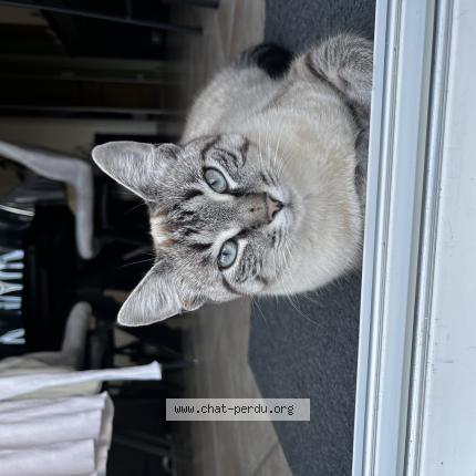 Photo 1/1 Aïna Chat lost in St andre goule d oie