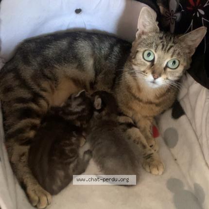 Photo 1/1 Oksana Chat lost in Tourcoing