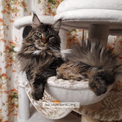 Foto 1/1 Kat teruggevonden Vermist in Thy Le Chateu