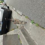 Picture of cat found at Villepinte