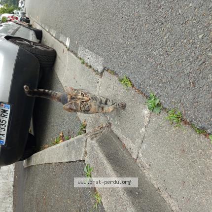 Photo 1/1 Found cat Found in Villepinte