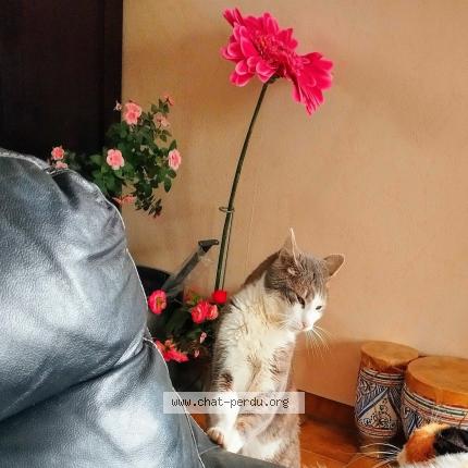 Photo 1/1 Yoda Chat lost in Les maillys