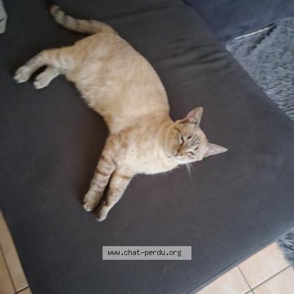 Photo 1/1 Vickie Chat lost in Feurs