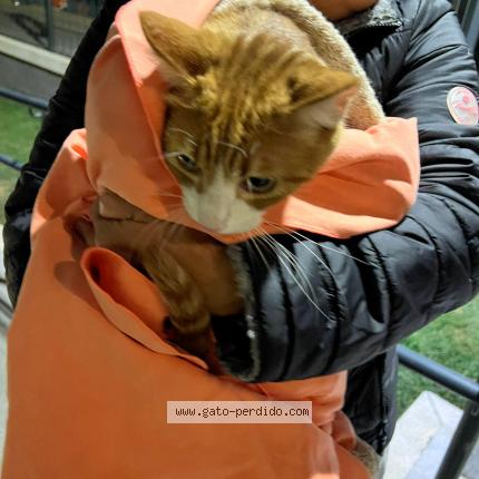 Photo 1/1 Found cat Found in Madrid