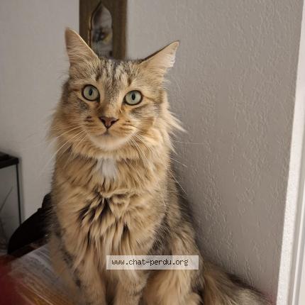 Photo 1/1 PAPAYE Chat lost in Vaulx en velin