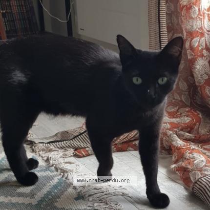 Photo 1/1 Orezzo Chat lost in Montgeron