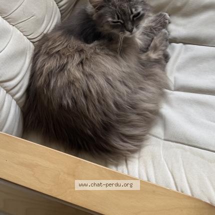 Photo 1/1 Joyce Chat lost in Martigne sur mayenne