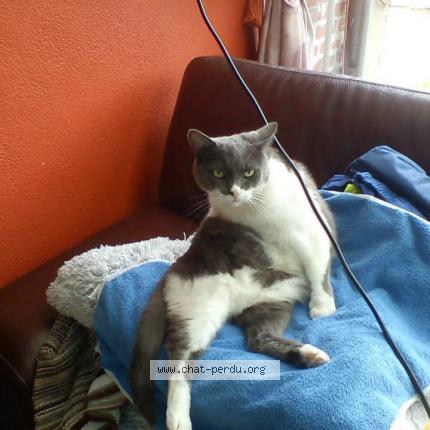 Photo 1/1 Praline Chat lost in Manage