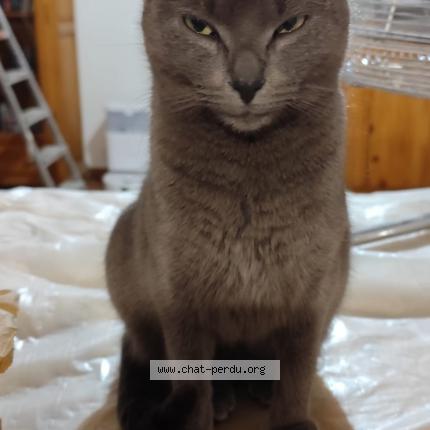 Photo 1/2 Kira Chat lost in Mornas