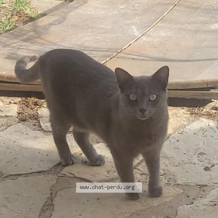 Photo 2/2 Kira Chat lost in Mornas