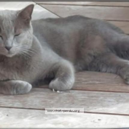 Photo 1/1 Bijou Chat lost in Tournai