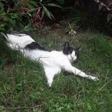 Picture of cat lost at Guatemala