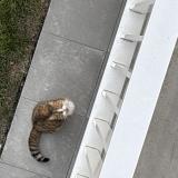 Picture of cat found at Wattrelos