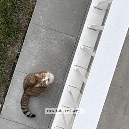 Photo 1/1 Found cat Found in Wattrelos