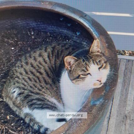 Photo 1/1 DJERBP Chat lost in Saint palais sur mer