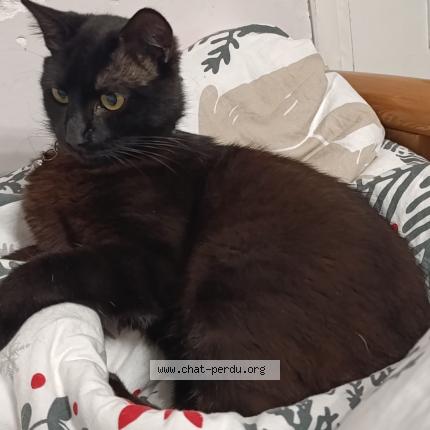 Photo 1/1 Pedro Chat lost in Gennevilliers