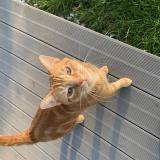 Picture of cat lost at Octeville Sur Mer