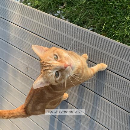 Photo 1/1 Tao Chat lost in Octeville sur mer