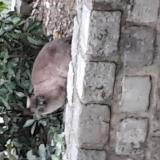 Picture of cat found at Romainville 93230