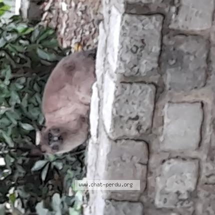 Photo 1/1 Found cat Found in Romainville 93230