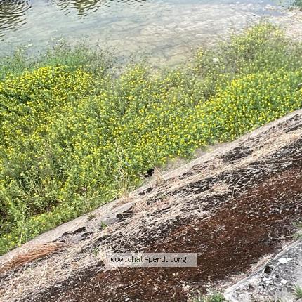 Photo 1/2 Found cat Found in Chatellerault