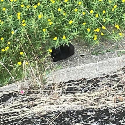 Photo 2/2 Found cat Found in Chatellerault