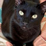 Picture of cat lost at Cestas