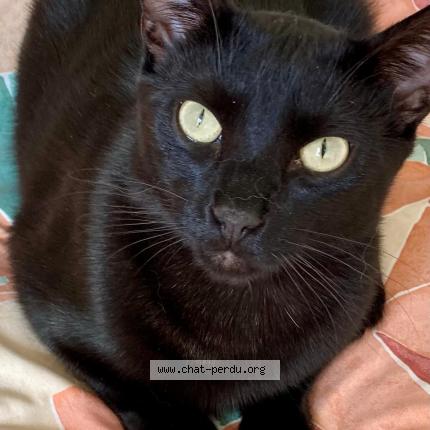 Photo 1/1 Cat reunited Lost in Cestas