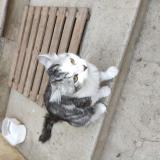 Picture of cat found at Ste Foy Les Lyon