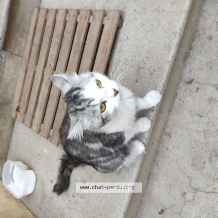 Photo 1/1 Found cat Found in Ste foy les lyon