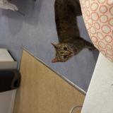 Picture of cat found at Rennes